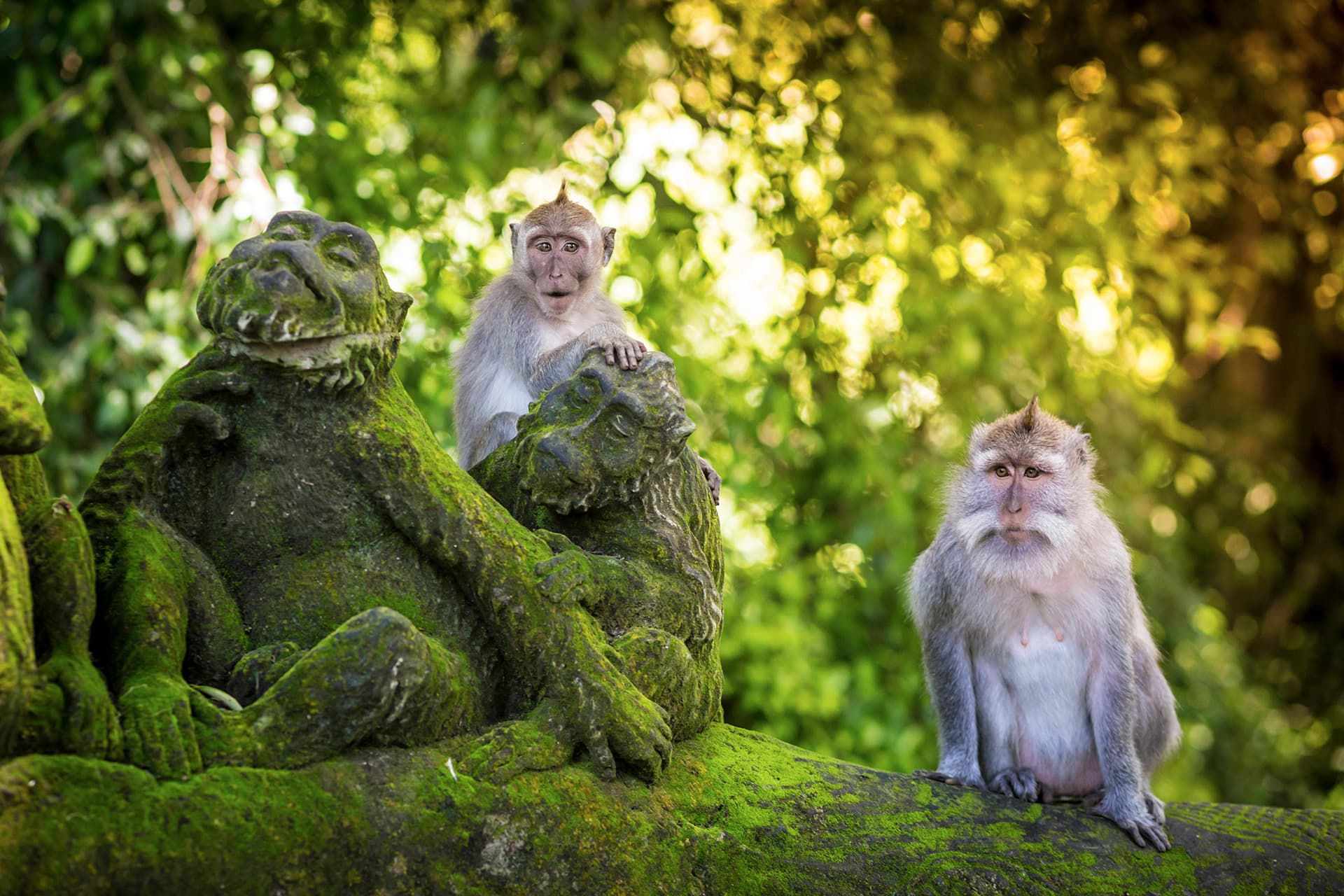 La foresta delle scimmie di Ubud