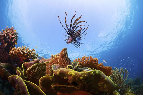I migliori spot di immersione dell'Indonesie