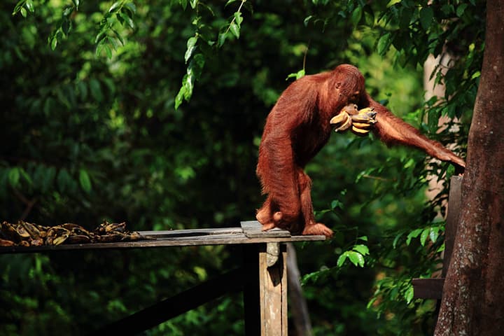 Parco Nazionale di Tanjung Puting