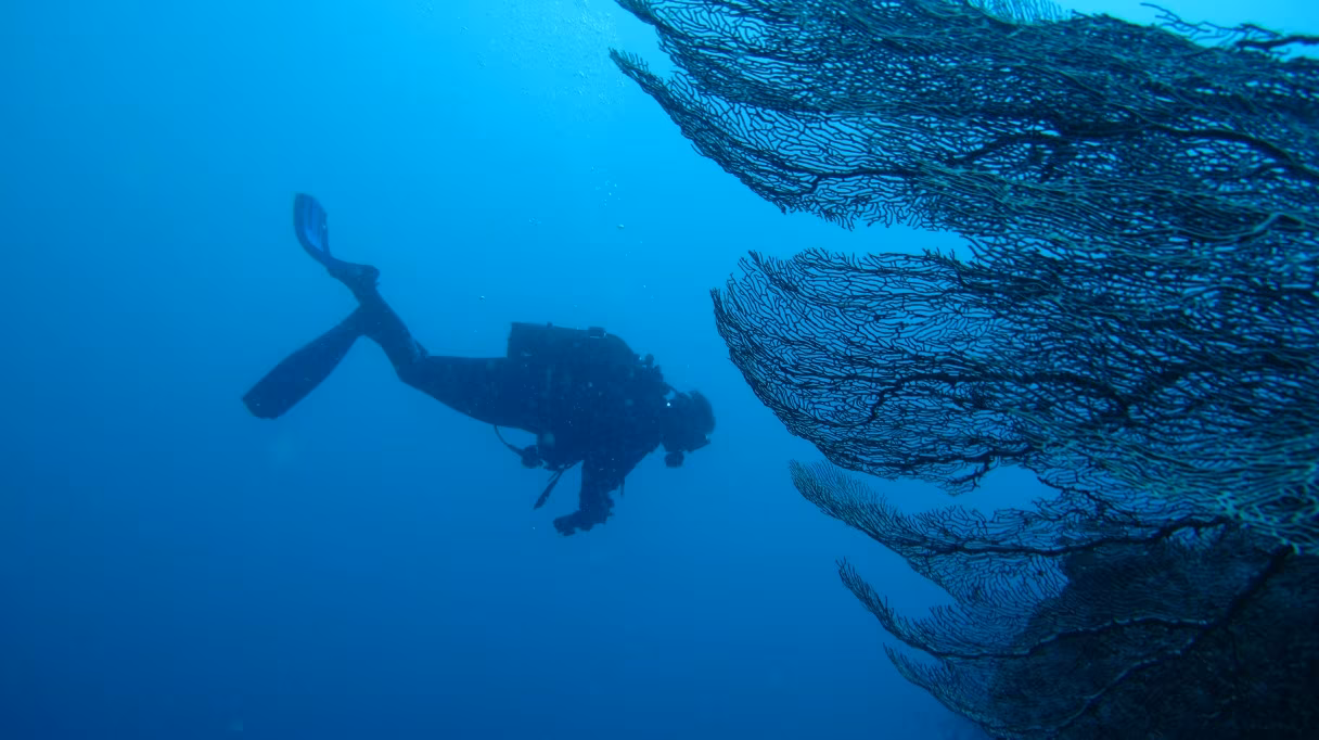 Immersione e navigazione nell'Arcipelago dei Mitsio